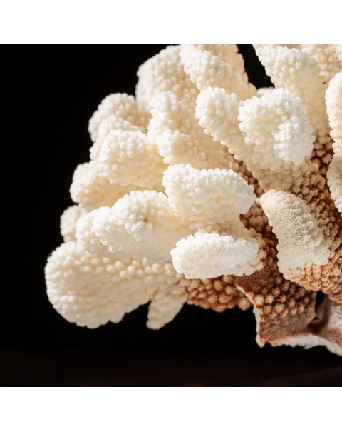 Pocillopora Eydouxi su base decorativa in Legno