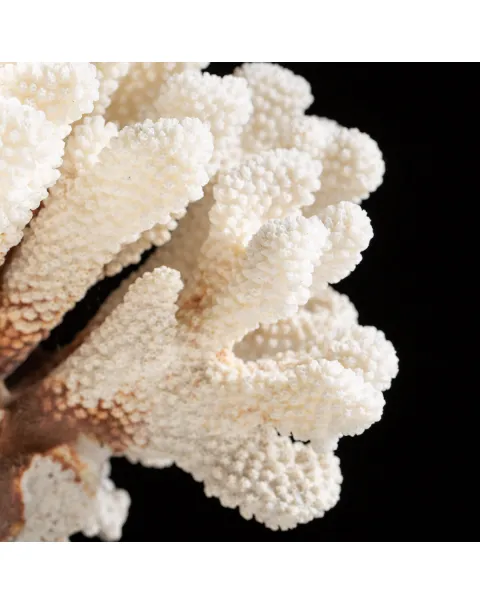 Pocillopora Eydouxi su base decorativa in Legno