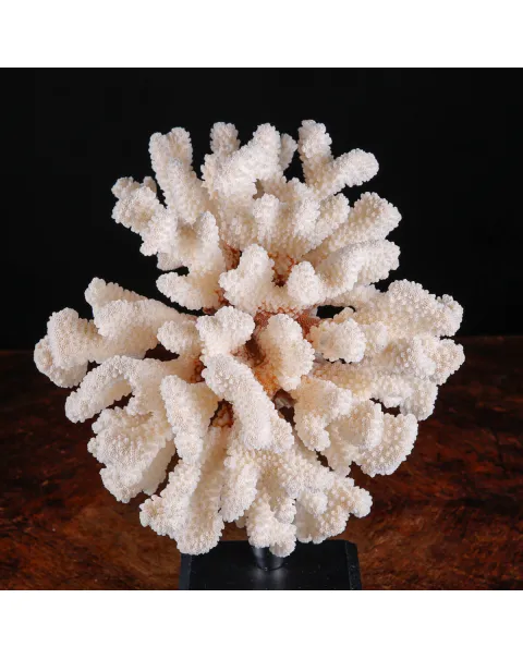 Pocillopora Eydouxi – Corallo Ornamentale su Base Decorativa