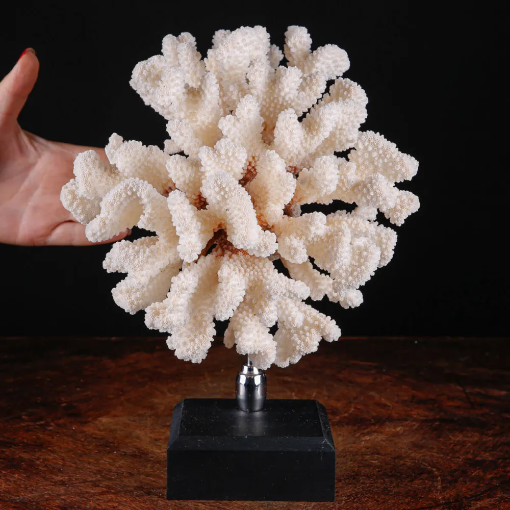 Pocillopora Eydouxi – Corallo Ornamentale su Base Decorativa