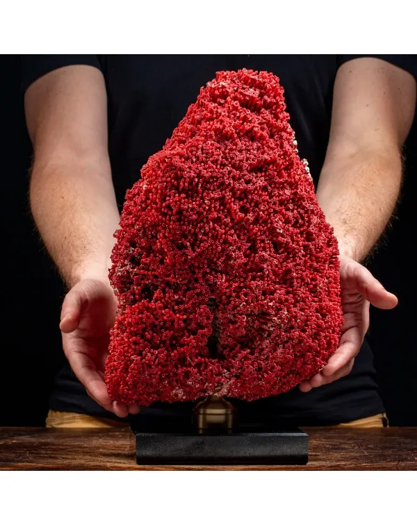 Tubipora Musica