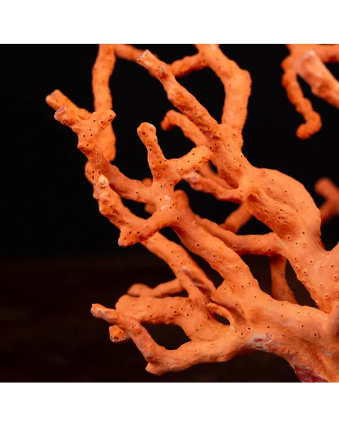 Corallo Rosso: Collezionismo e Bellezza Naturale.
