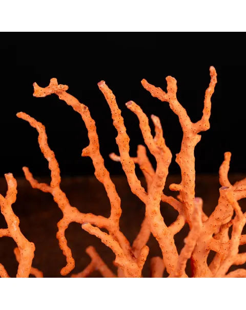 Corallo Rosso: Collezionismo e Bellezza Naturale.