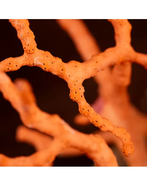 Corallo Rosso: Collezionismo e Bellezza Naturale.