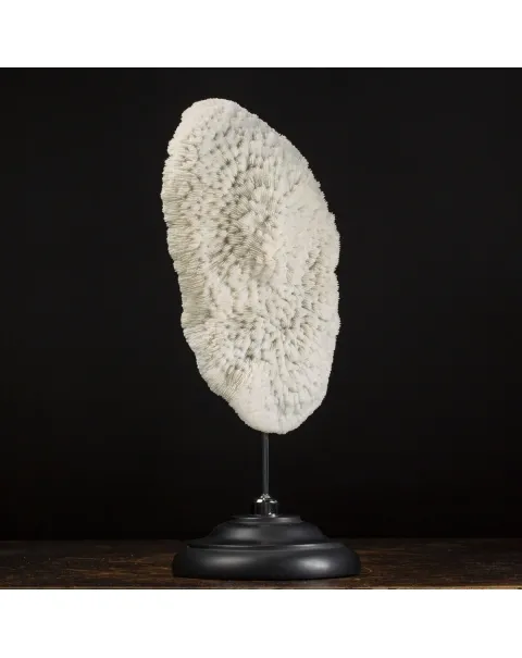 Halomitra Pileus
