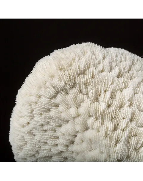 Halomitra Pileus