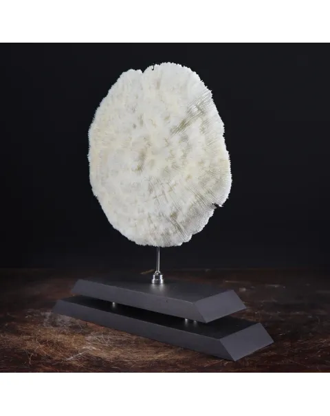 Halomitra Pileus