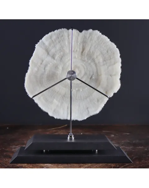 Halomitra Pileus