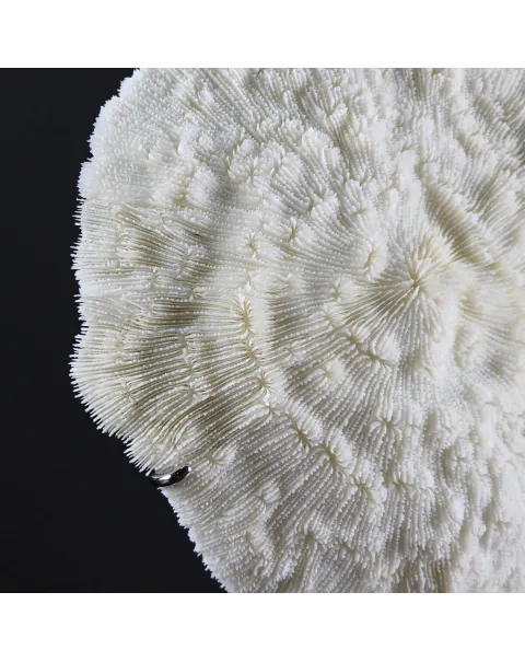 Halomitra Pileus