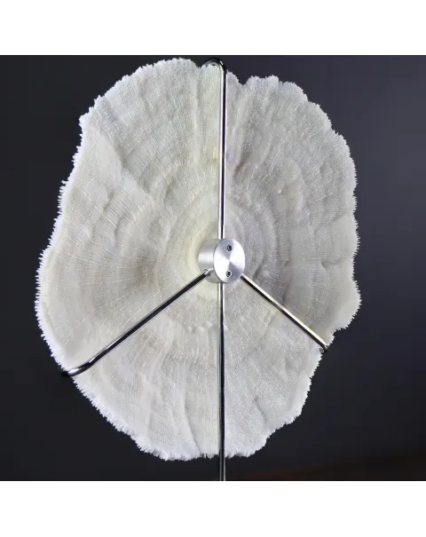Halomitra Pileus
