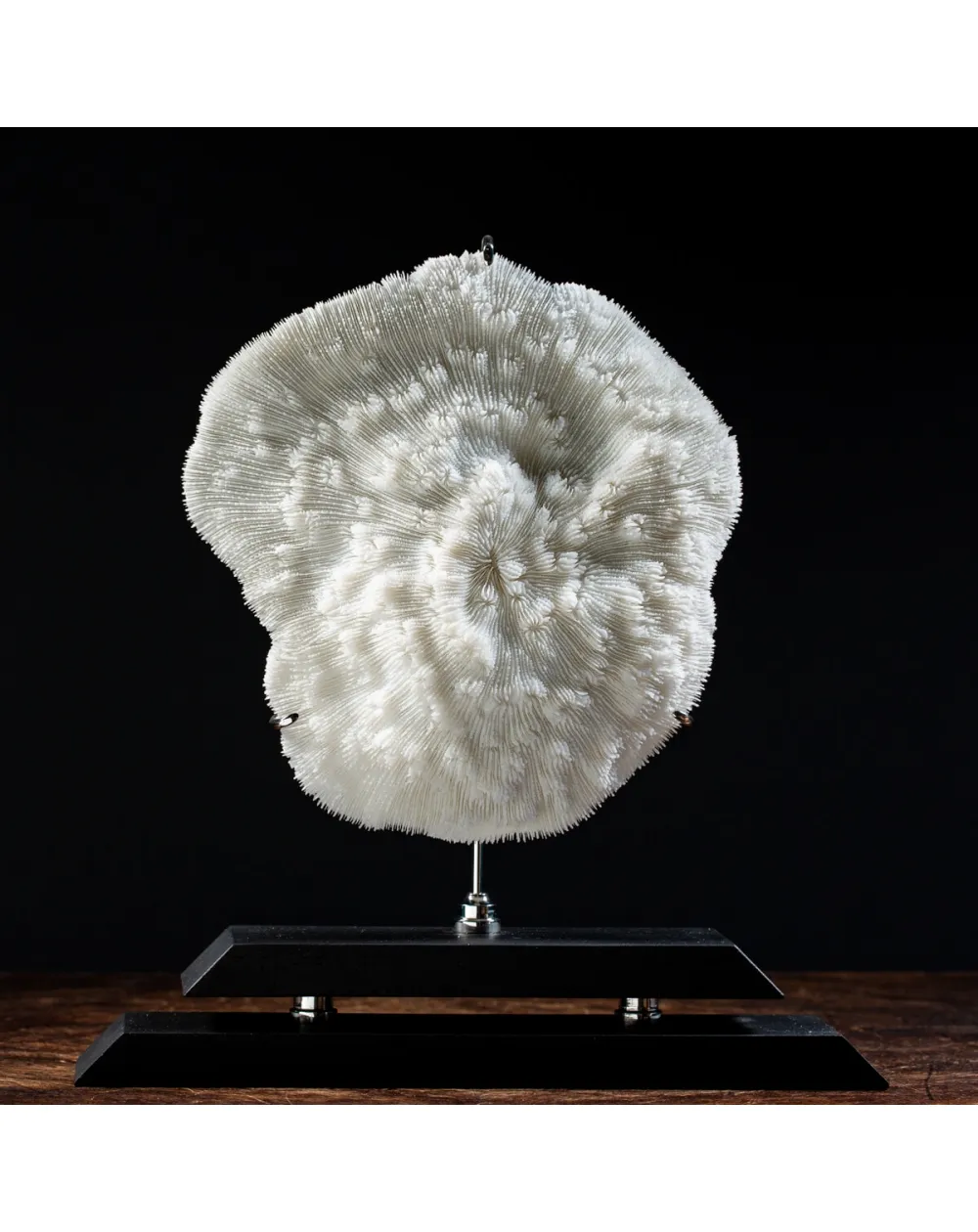 Halomitra Pileus