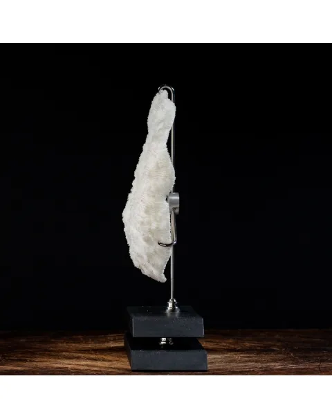 Halomitra Pileus