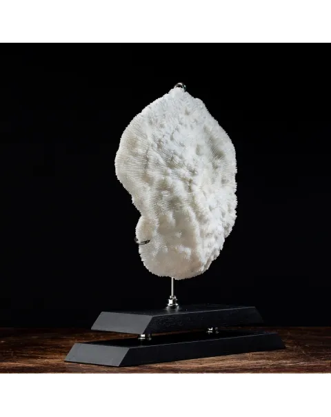Halomitra Pileus