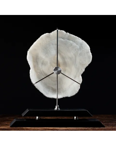 Halomitra Pileus