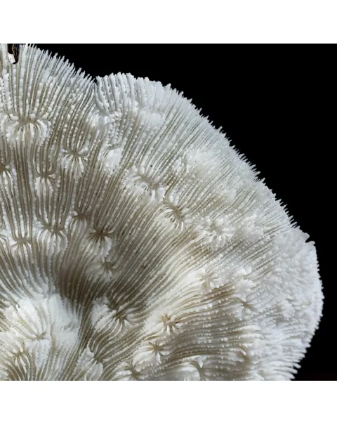 Halomitra Pileus