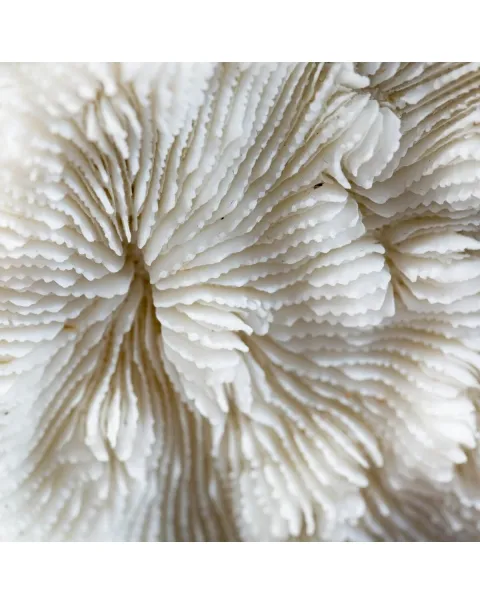 Halomitra Pileus