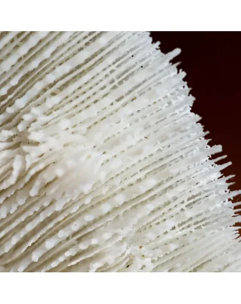 Halomitra Pileus