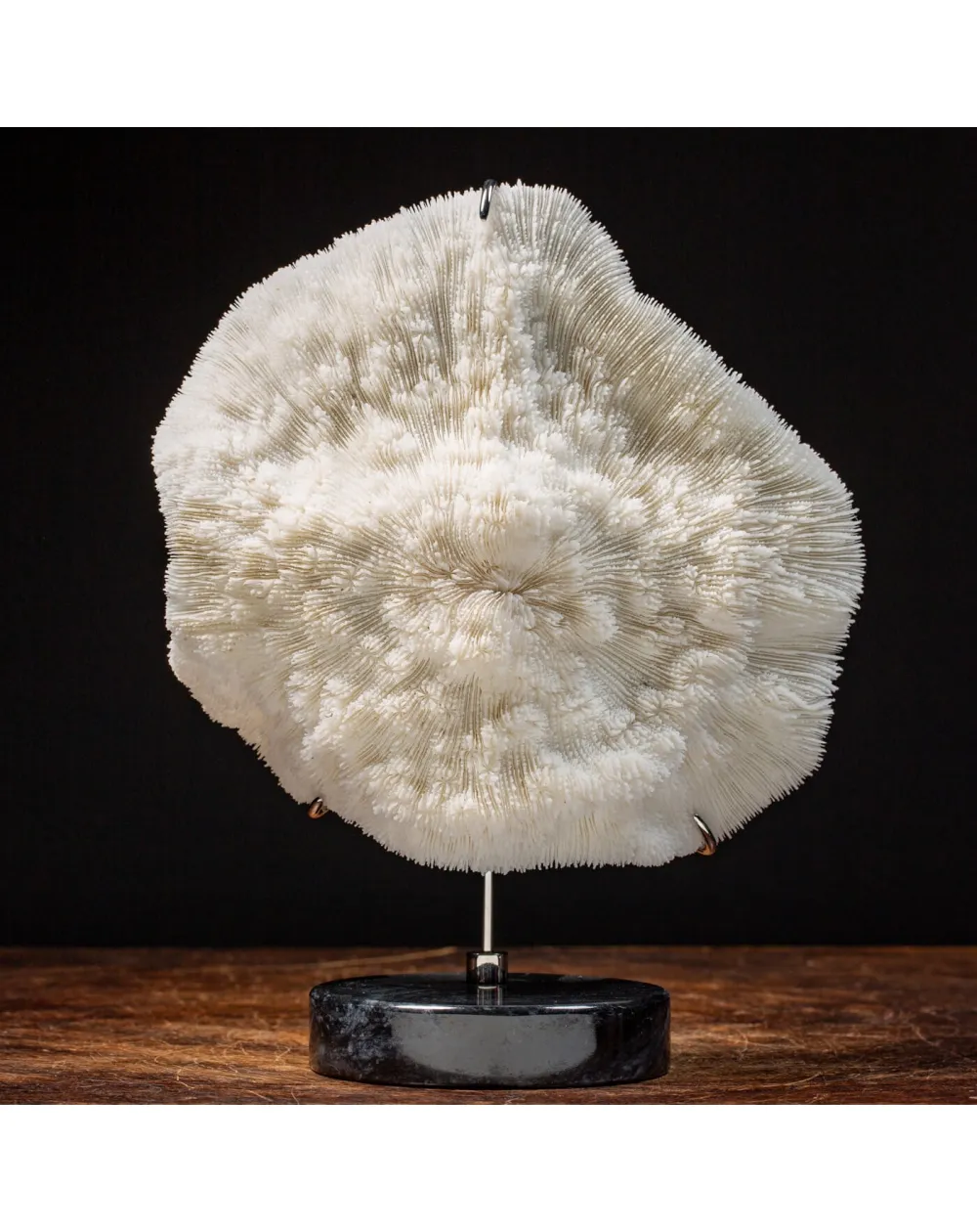 Halomitra Pileus