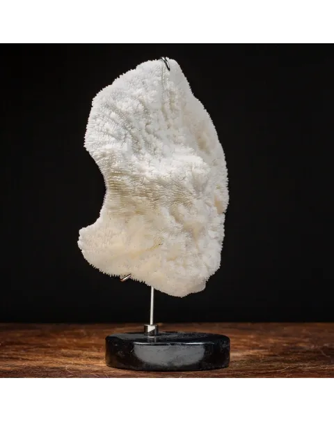 Halomitra Pileus