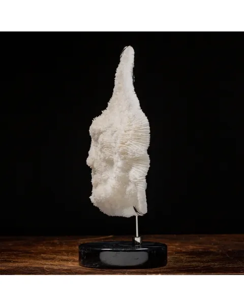 Halomitra Pileus