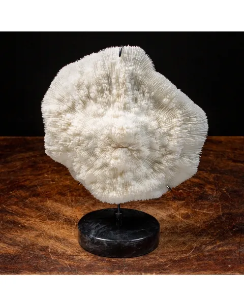 Halomitra Pileus