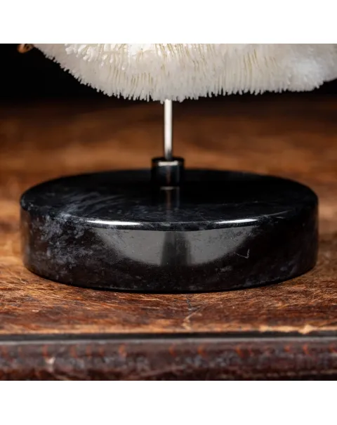 Halomitra Pileus