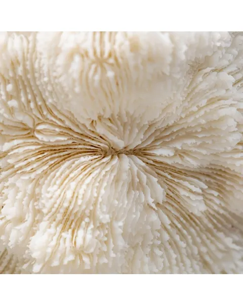 Halomitra Pileus
