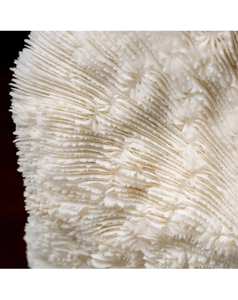 Halomitra Pileus