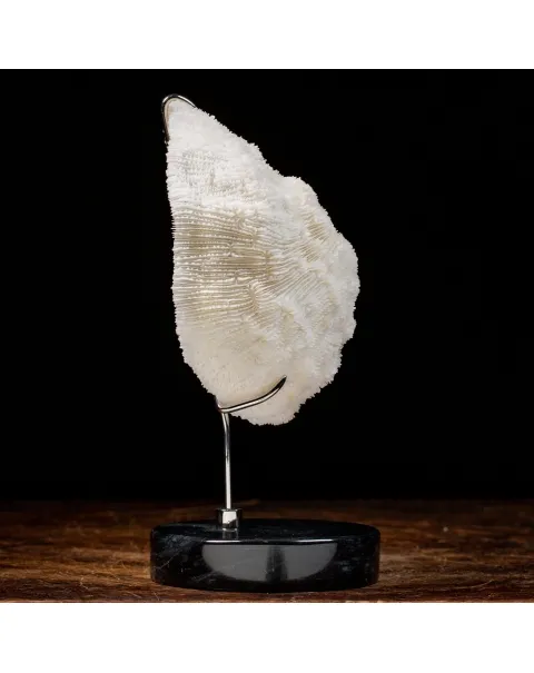Halomitra Pileus