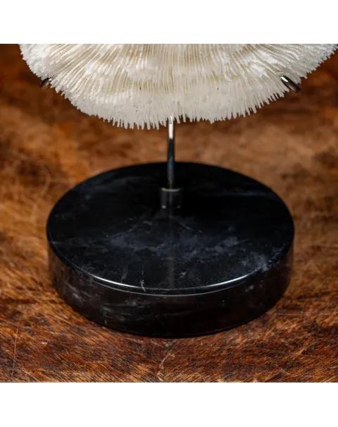 Halomitra Pileus