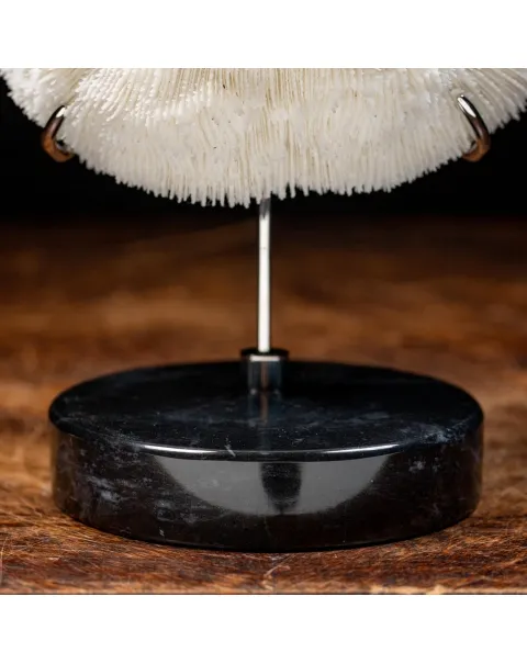 Halomitra Pileus