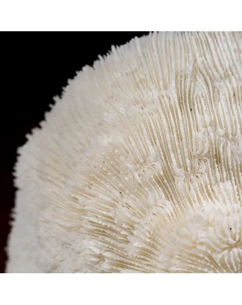 Halomitra Pileus