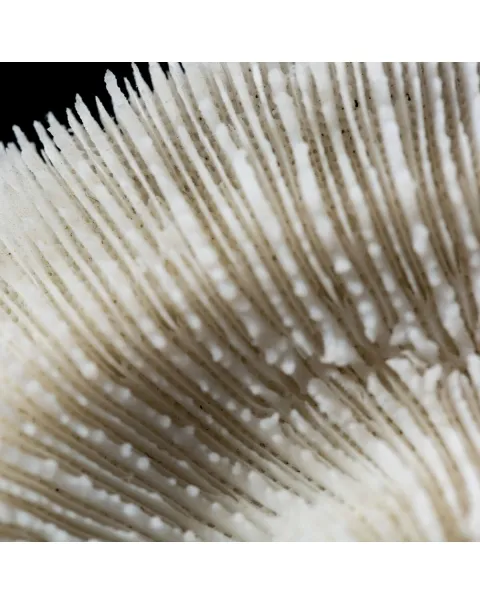 Halomitra Pileus