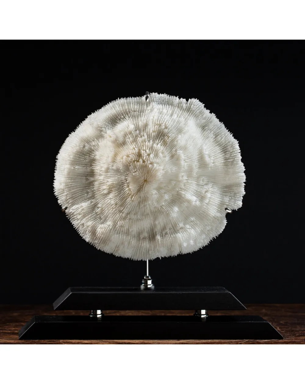 Halomitra Pileus