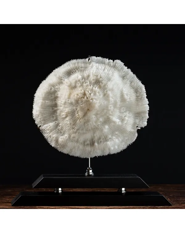 Halomitra Pileus
