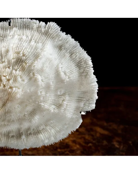 Halomitra Pileus