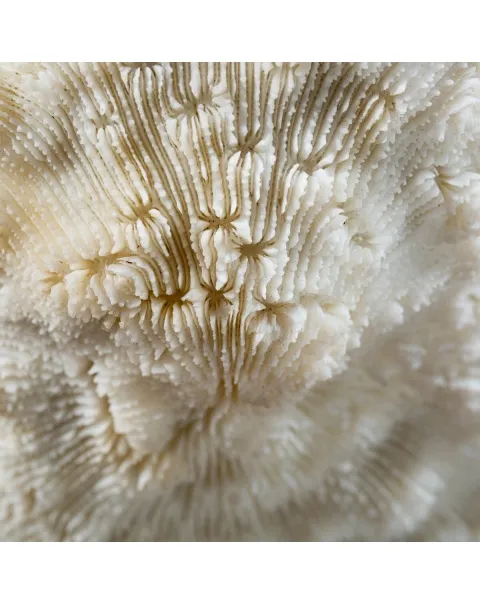 Halomitra Pileus