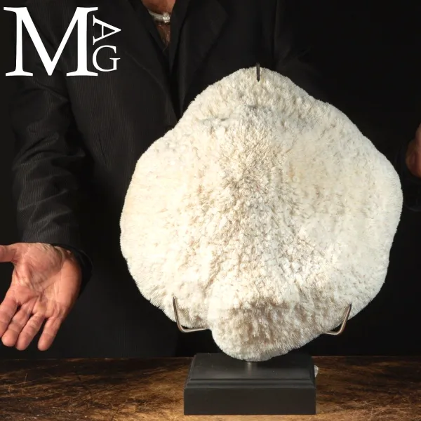 Elegante Corallo Halomitra Pileus su Base.