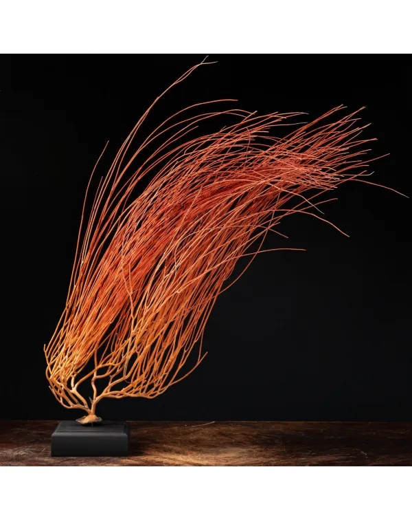 Gorgonia