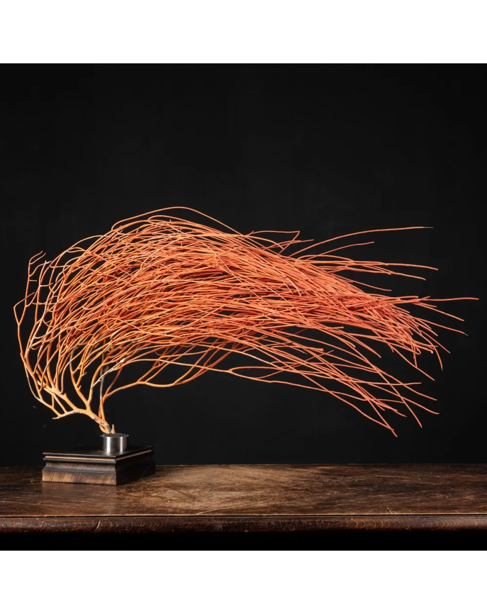 Gorgonia