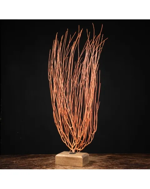 Gorgonia