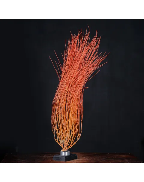Gorgonia Ellisella su Base in Legno: Eleganza e Natura in Armonia.