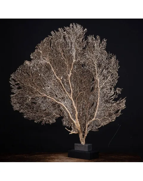 Gorgonia