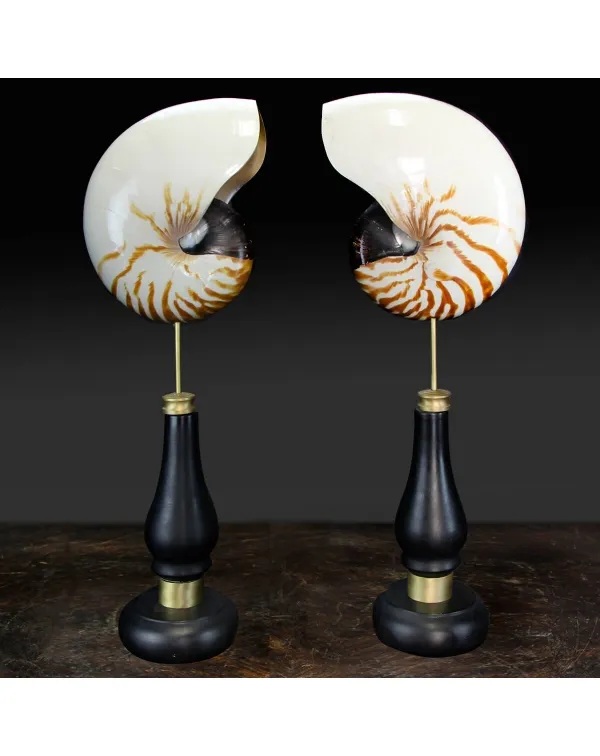 Nautilus Pompilius su Piedistallo