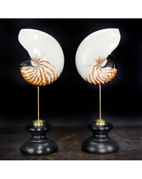 Nautilus Pompilius su Piedistallo