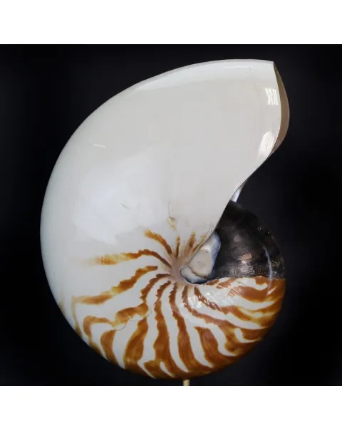 Nautilus Pompilius su Piedistallo