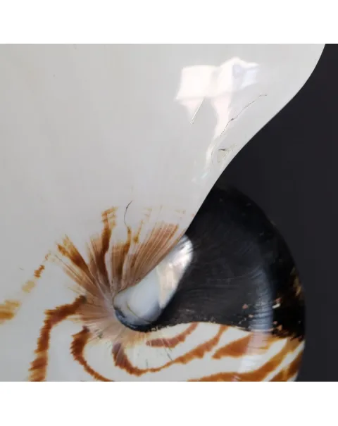 Nautilus Pompilius su Piedistallo