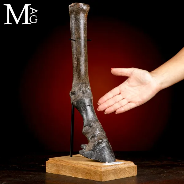 Zampa di Cavallo Equus Caballus - Pleistocene - Era Glaciale