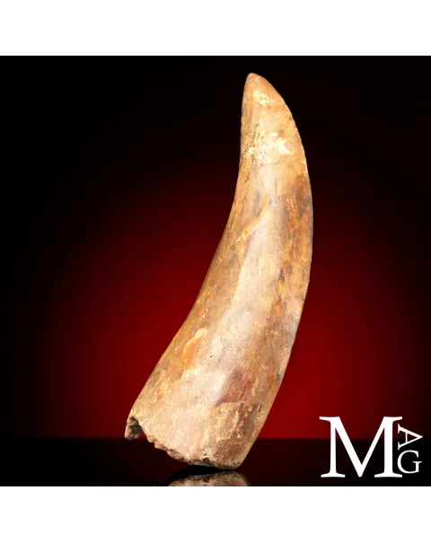 Dente Fossile di Carcharodontosaurus Saharicus – 130 mm