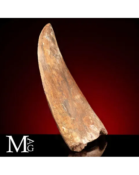 Dente Fossile di Carcharodontosaurus Saharicus – 130 mm